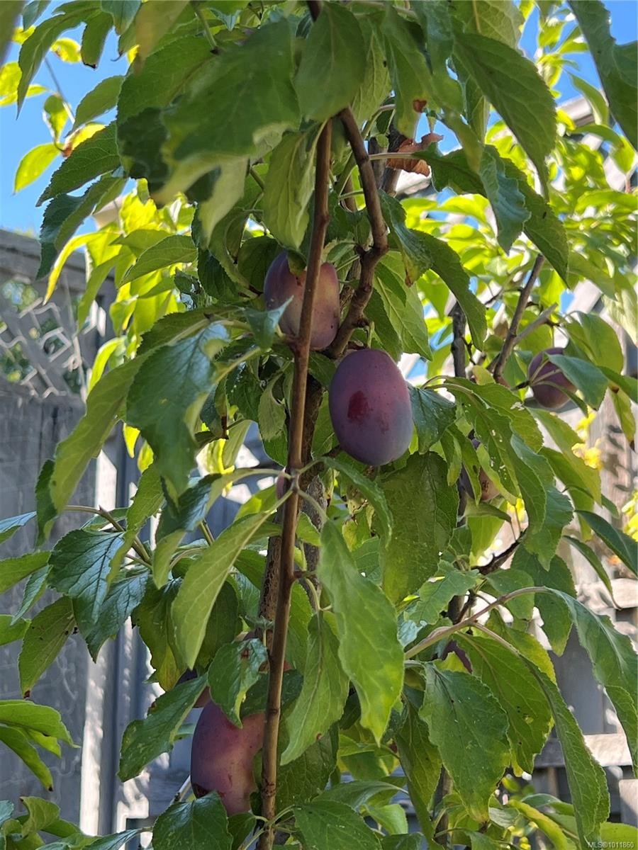 539 Rowan Ave, Parksville, BC