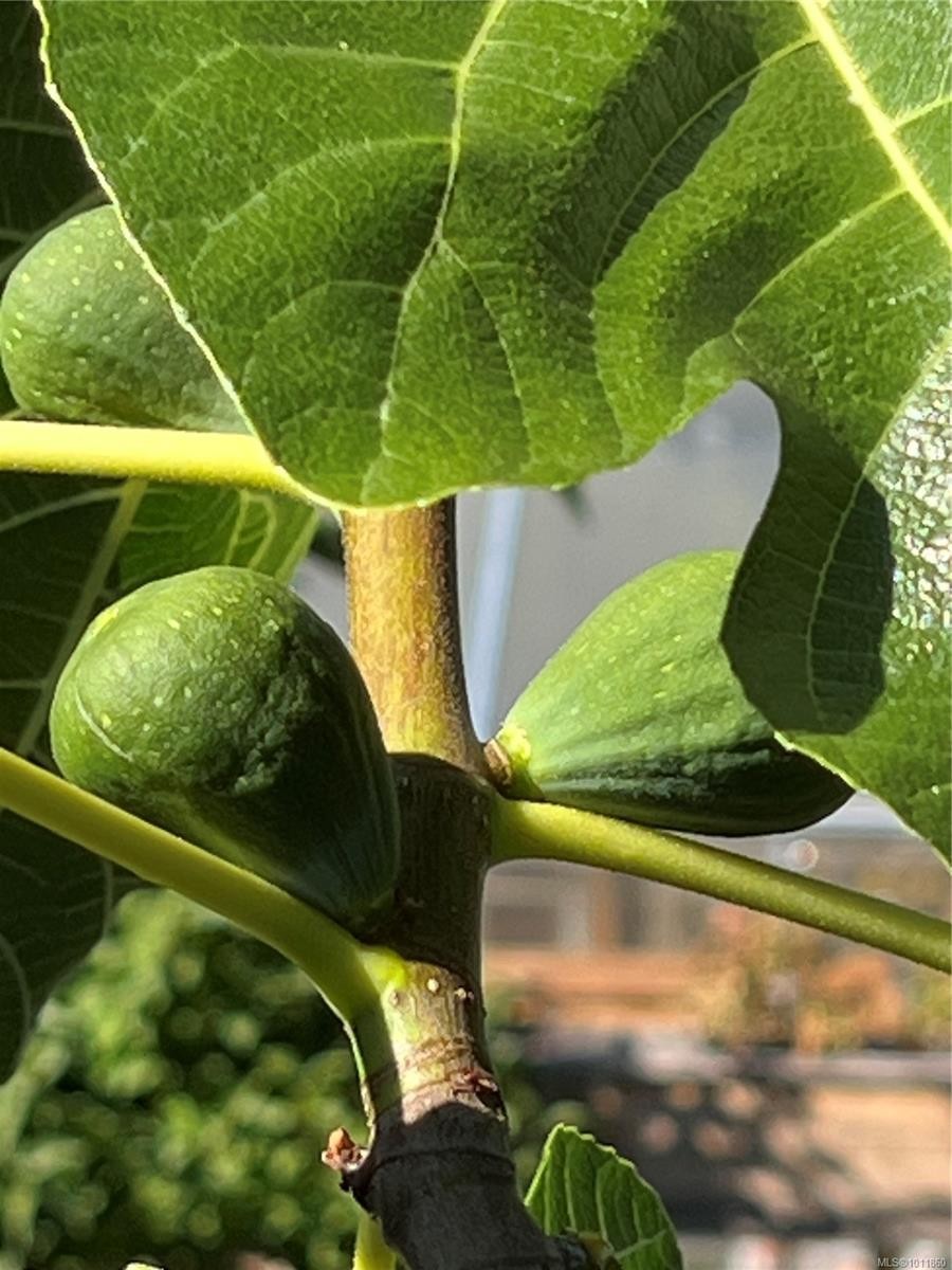 539 Rowan Ave, Parksville, BC