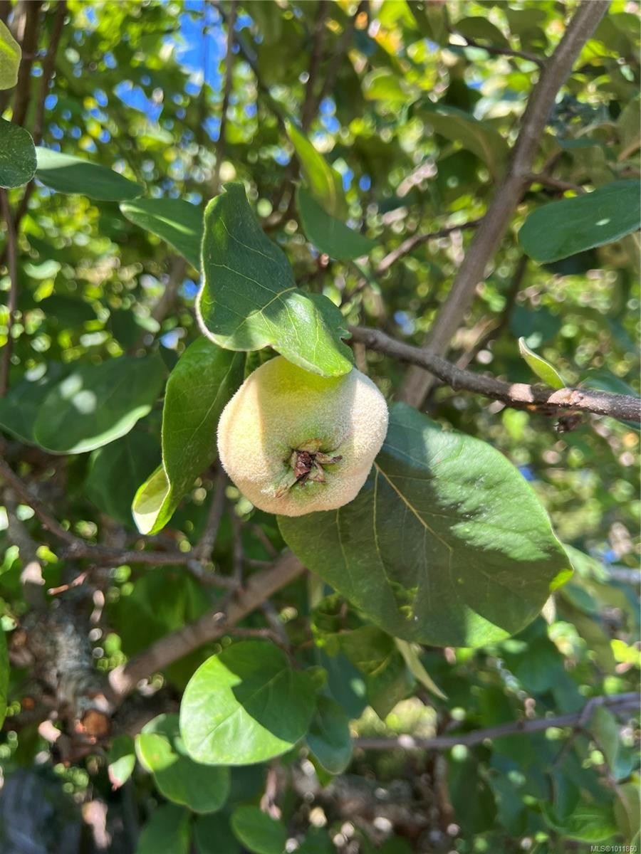 539 Rowan Ave, Parksville, BC