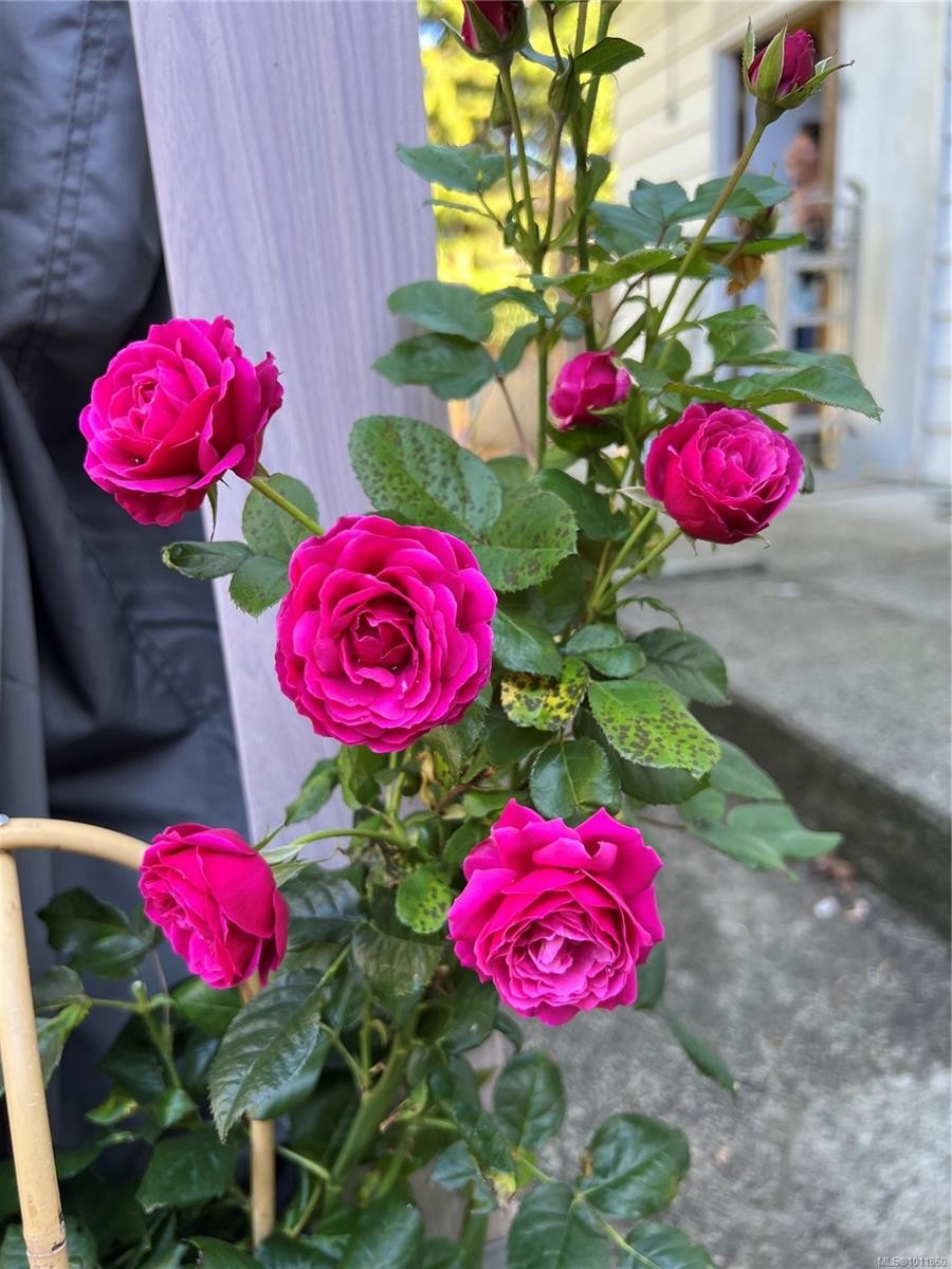 539 Rowan Ave, Parksville, BC