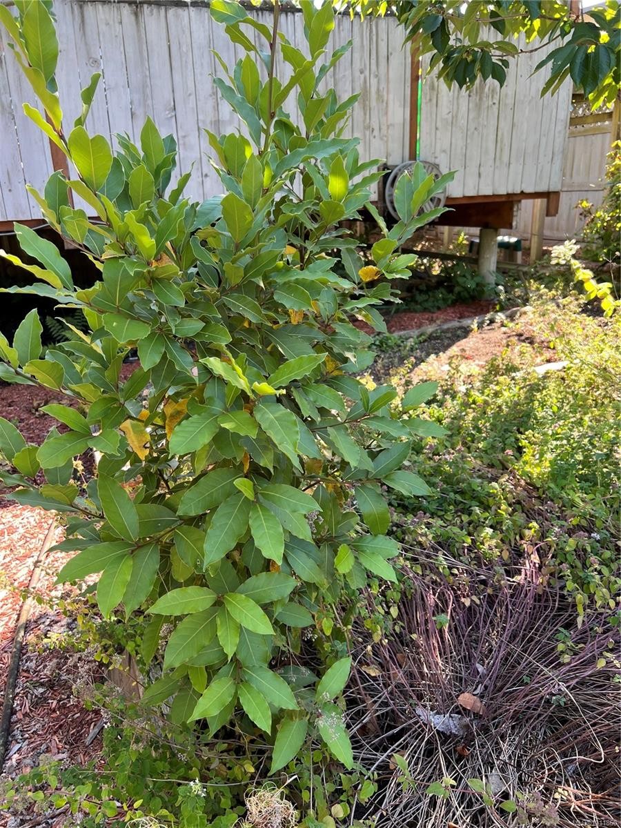 539 Rowan Ave, Parksville, BC