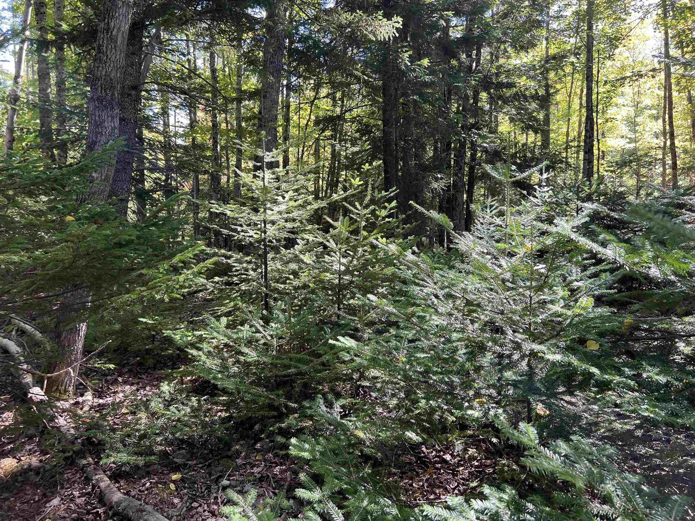 Lot 5 Conquerall Rd, Conquerall Bank, NS