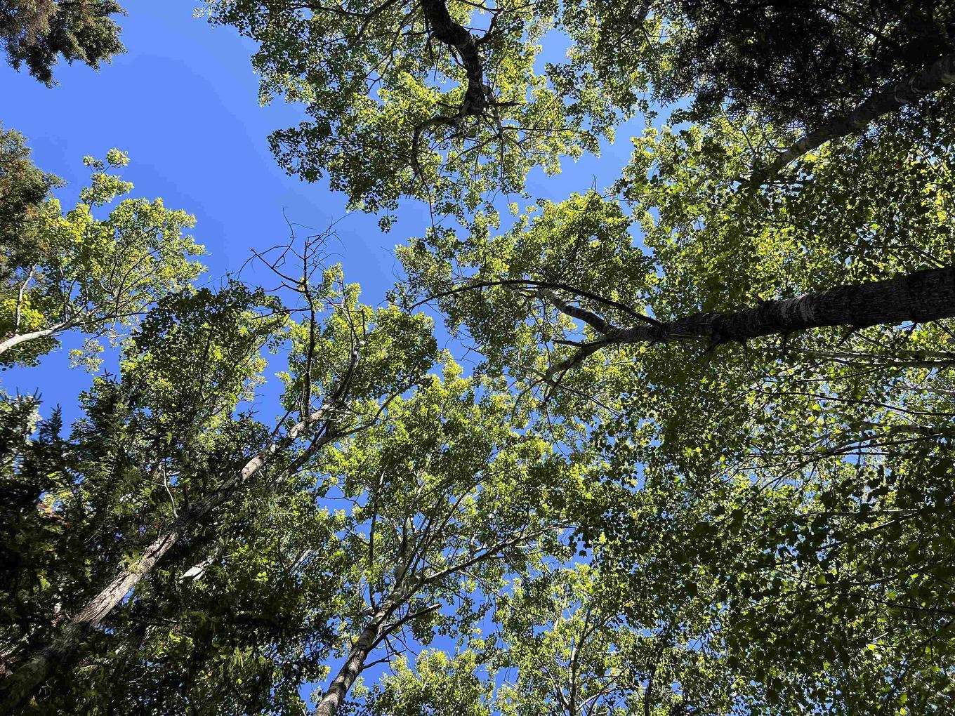 Lot 5 Conquerall Rd, Conquerall Bank, NS