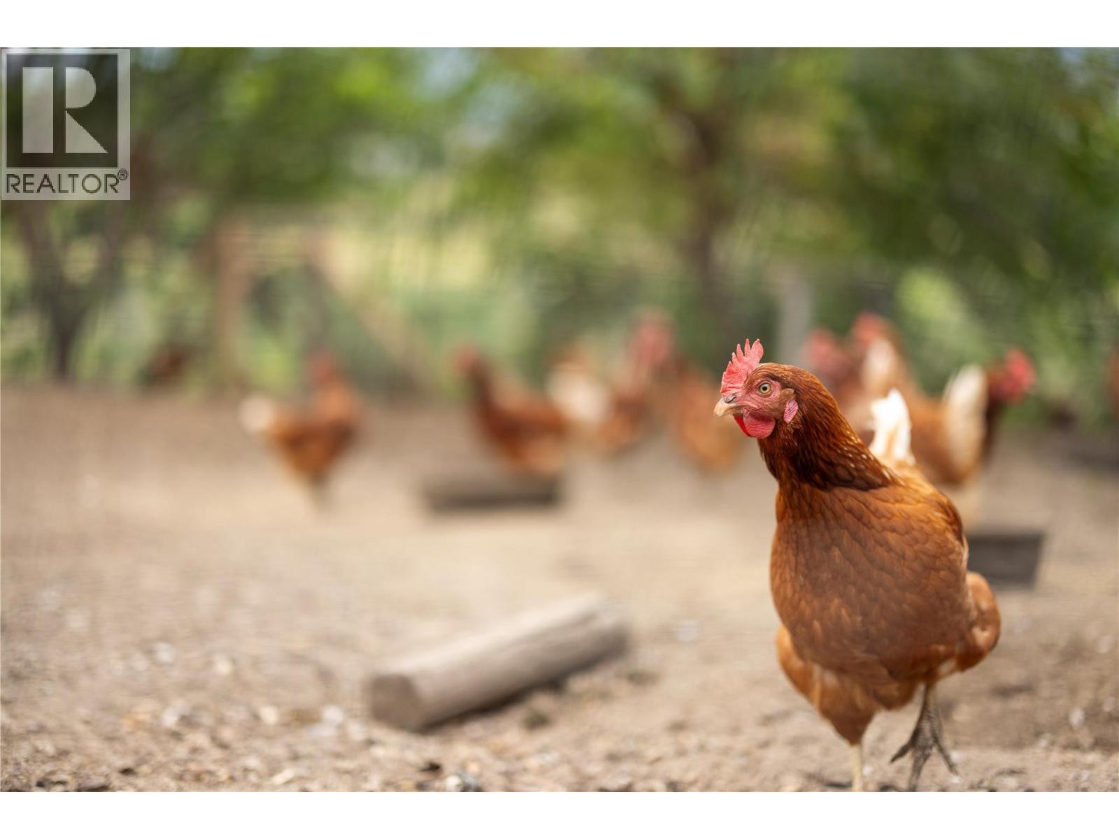 chickens and coop here for your eggs - 10108 Venables Drive, Coldstream, BC -
