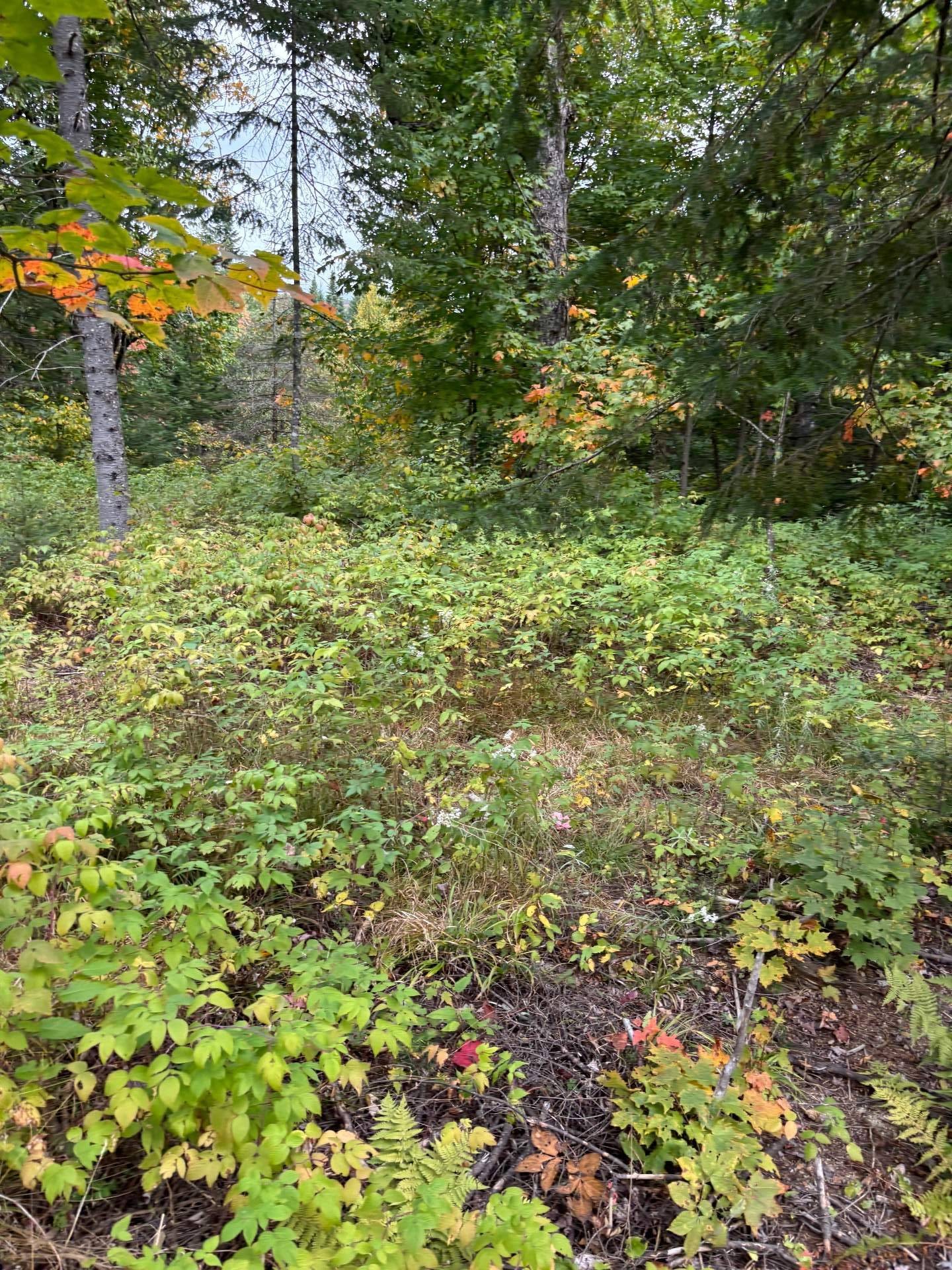 Wooded area - 193 Ch. Tawachiche E., Lac-Aux-Sables, QC - Outdoor