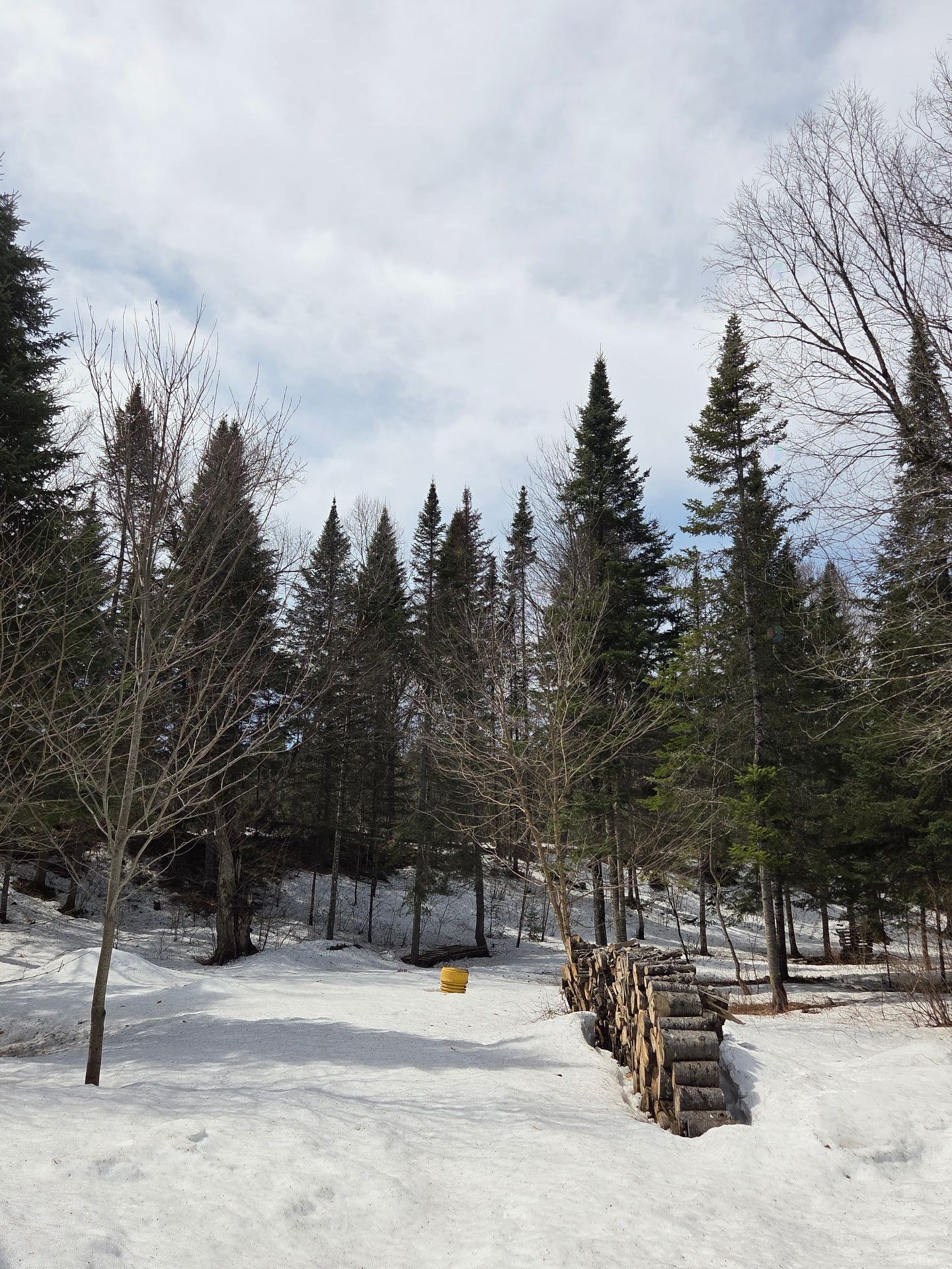 Wooded area - 193 Ch. Tawachiche E., Lac-Aux-Sables, QC - Outdoor With View
