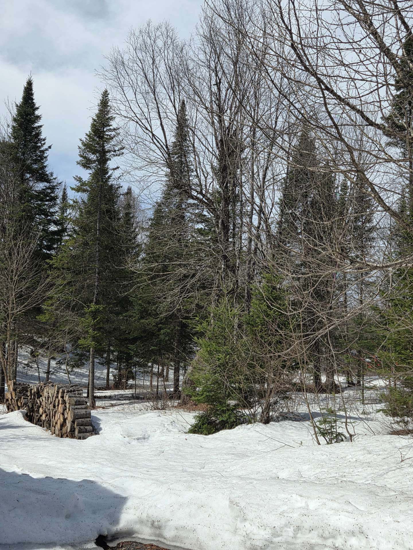 Wooded area - 193 Ch. Tawachiche E., Lac-Aux-Sables, QC - Outdoor With View