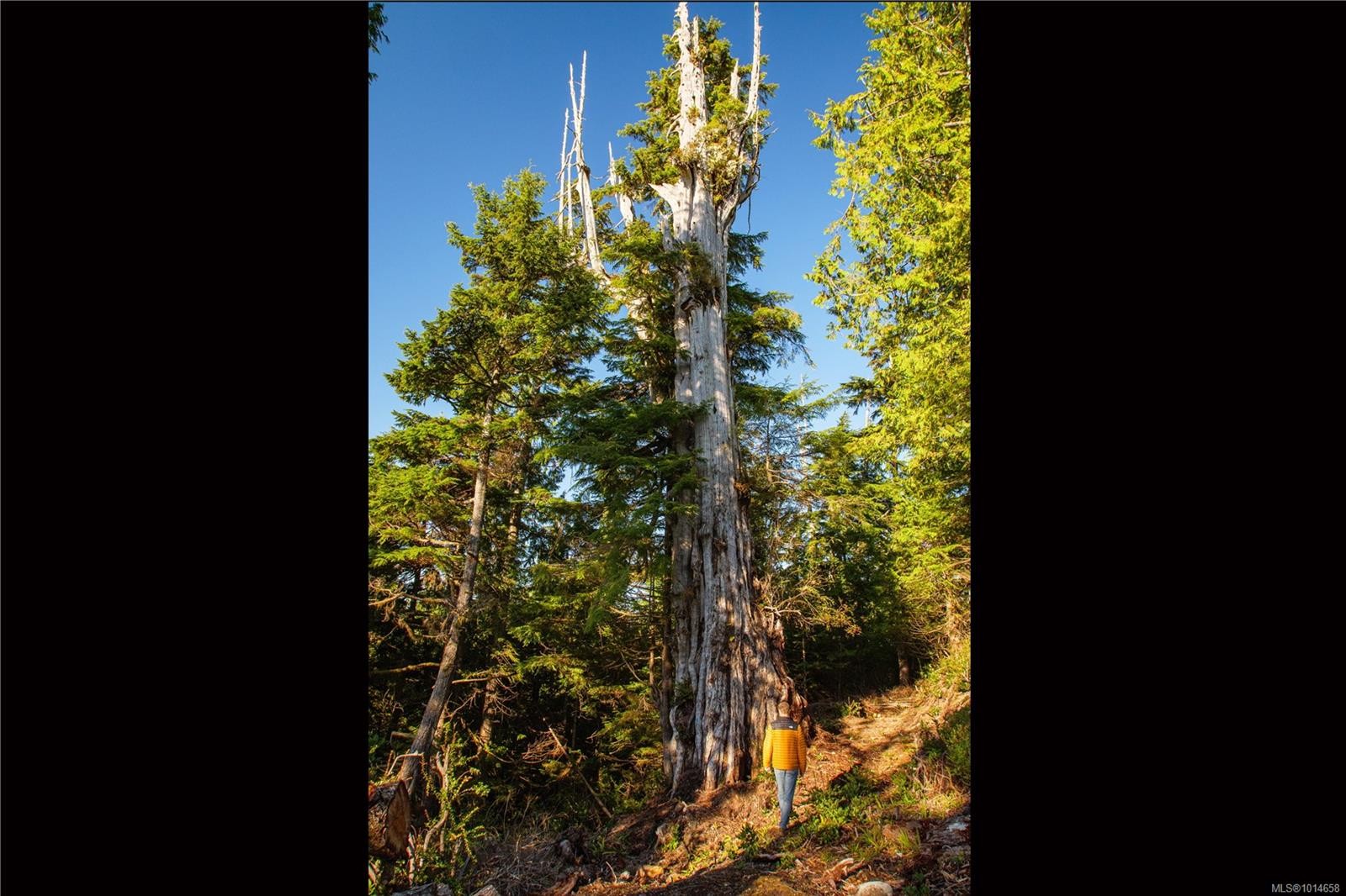 340 Tonquin Park Rd, Tofino, BC