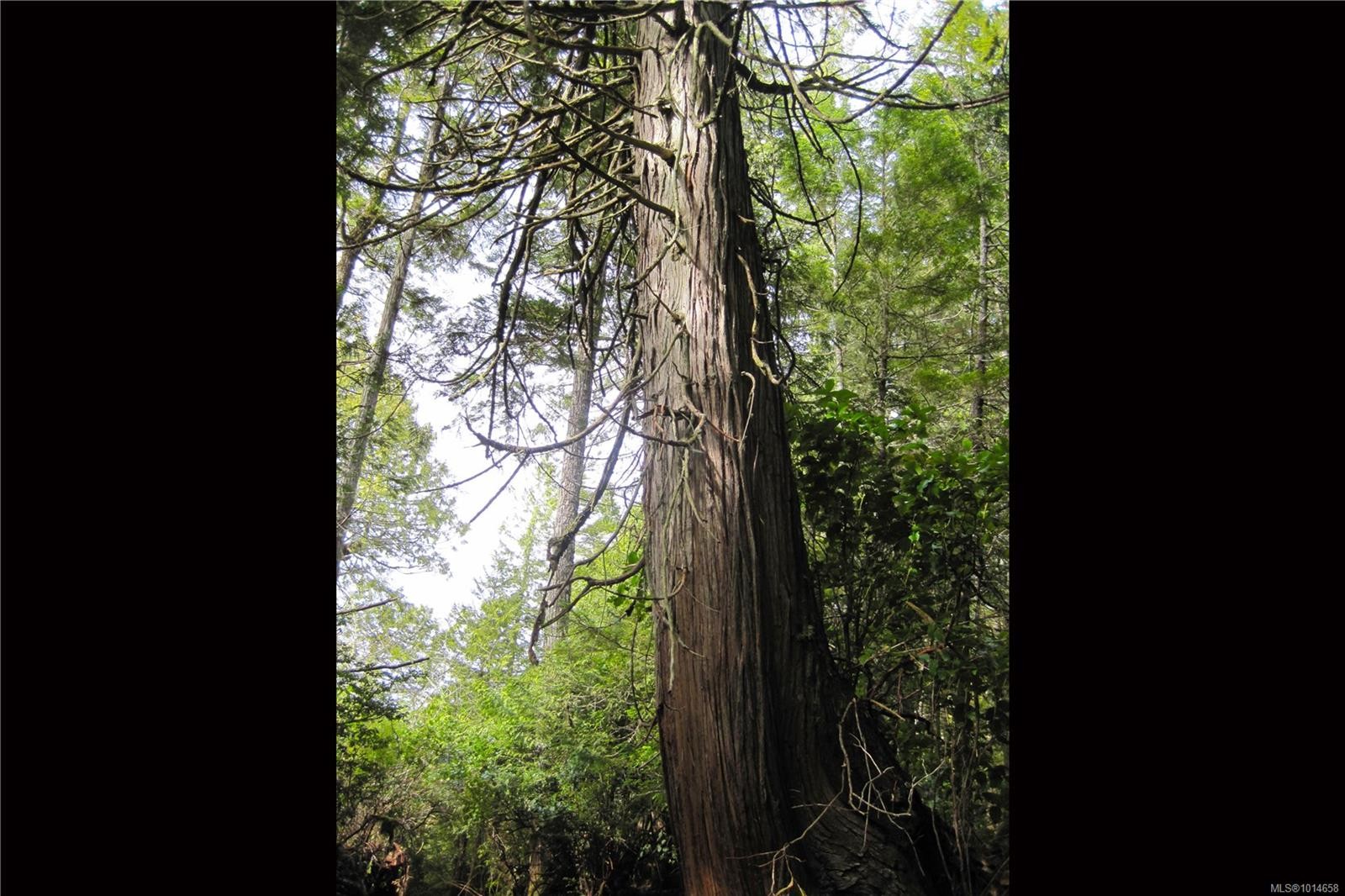 340 Tonquin Park Rd, Tofino, BC