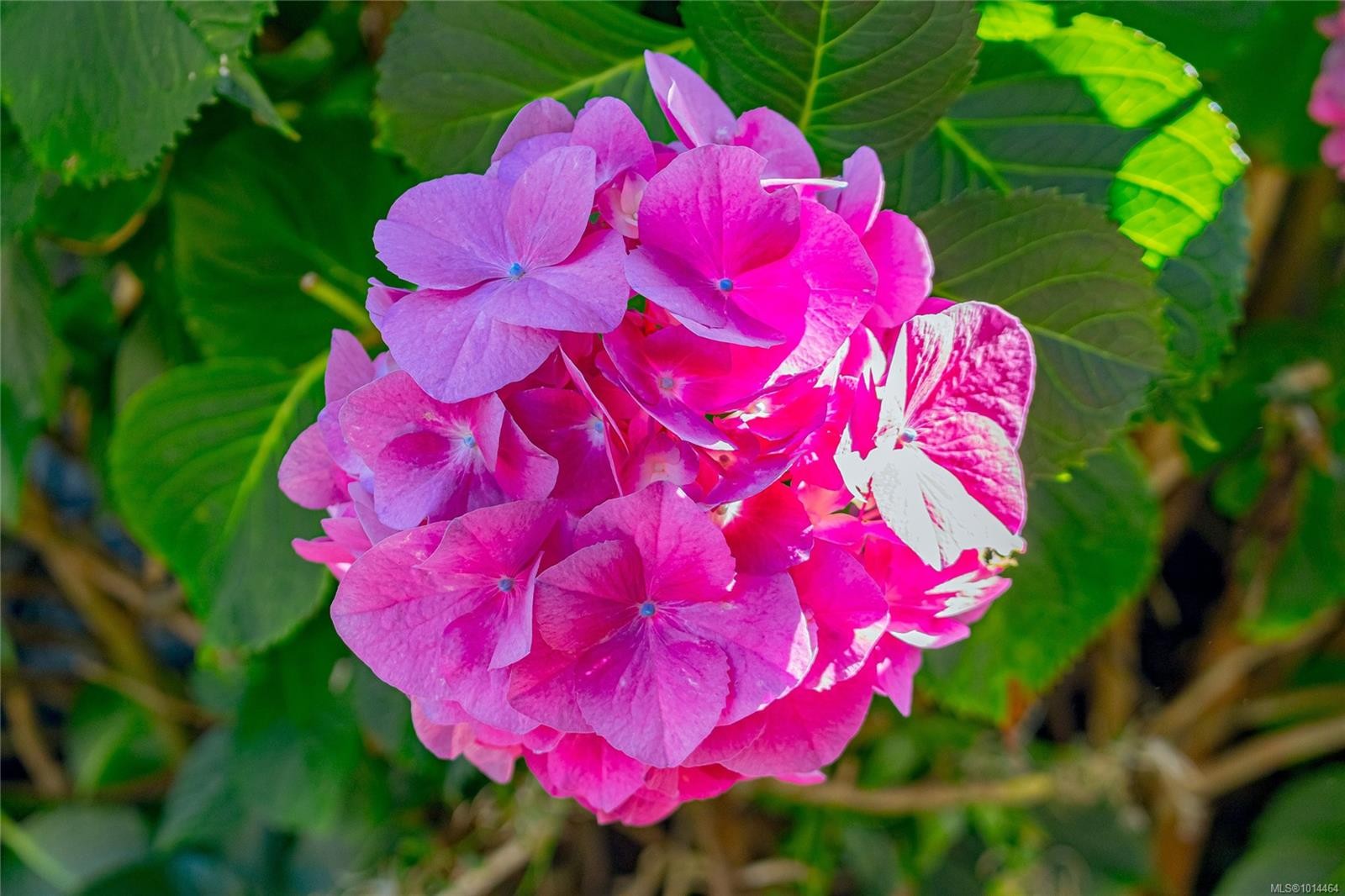 1082 Newport Ave, Oak Bay, BC