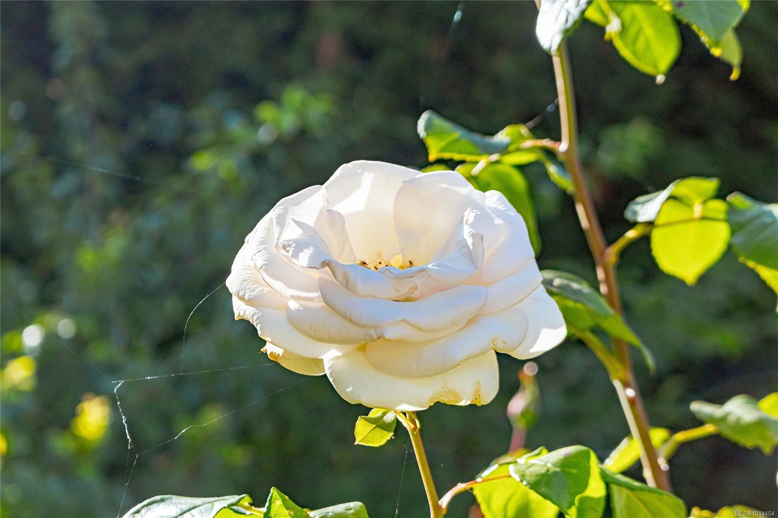 1082 Newport Ave, Oak Bay, BC