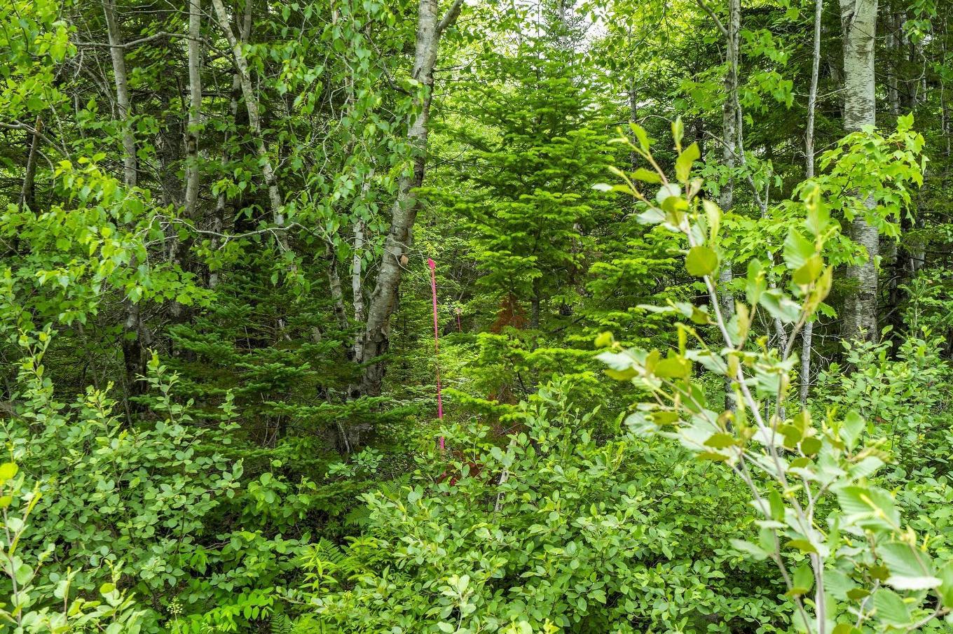 Lot 3 Old Yarmouth Road, Weymouth Falls, NS