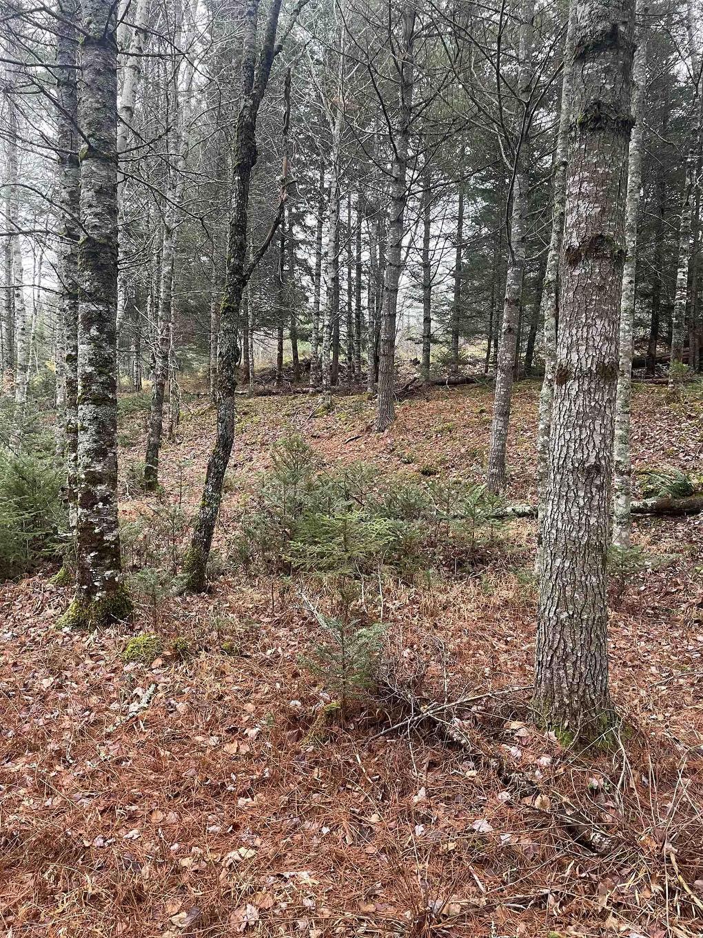 Lot Chesley Road, Barss Corner, NS