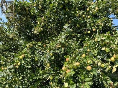 16 Johnsons Road, Gull Island, NL - Outdoor