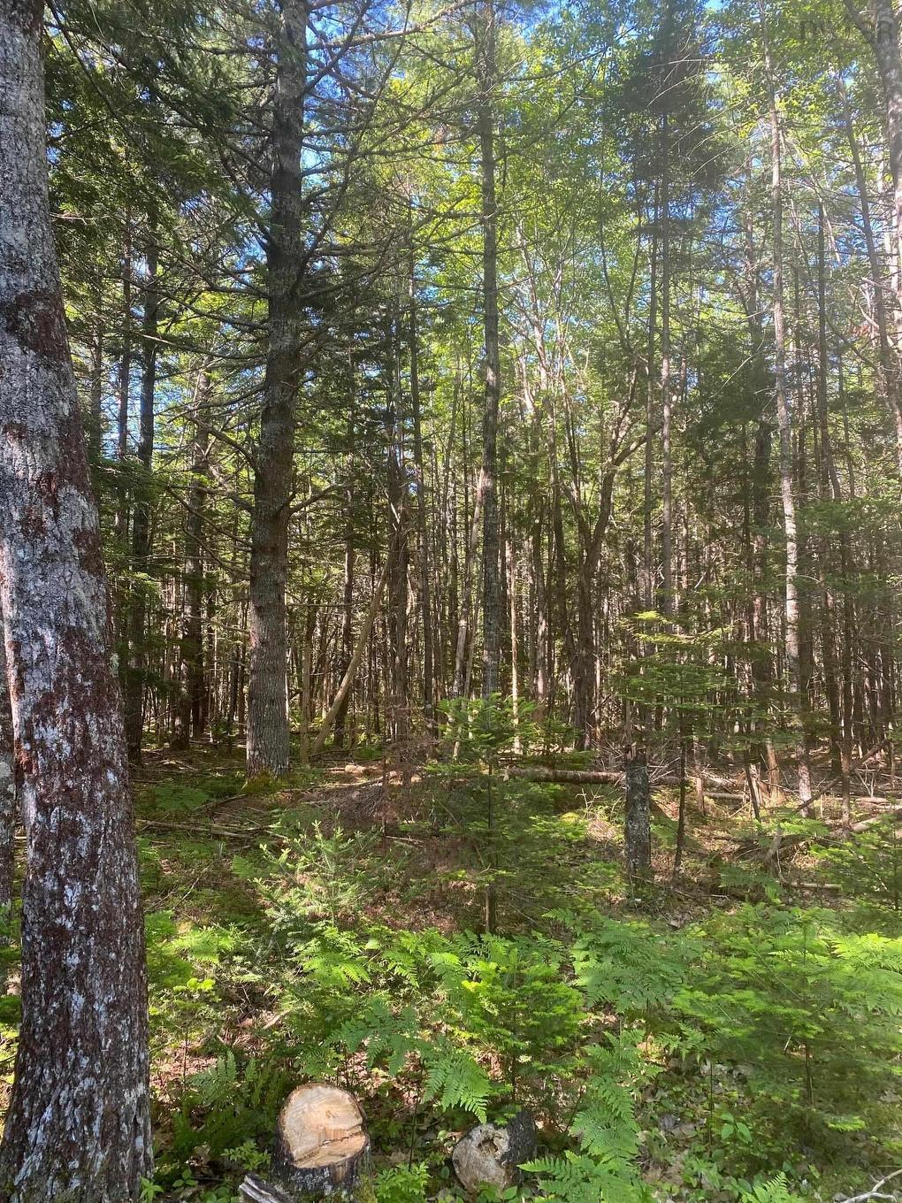 Lot Pid60493061 Huey Lake Road, Mount Pleasant, NS