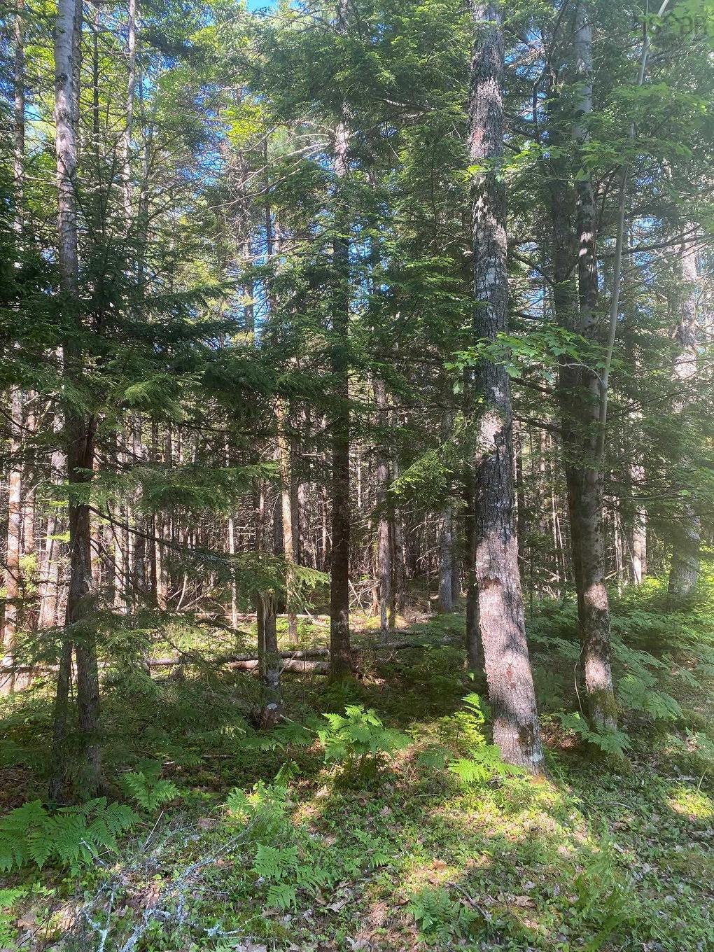 Lot Pid60493061 Huey Lake Road, Mount Pleasant, NS