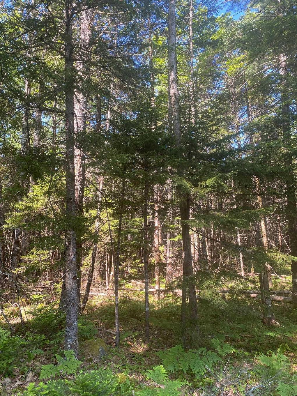 Lot Pid60493061 Huey Lake Road, Mount Pleasant, NS