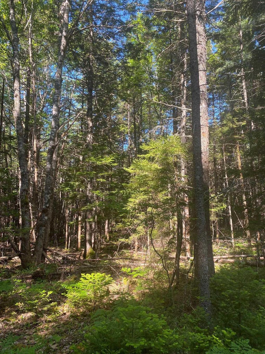 Lot Pid60493061 Huey Lake Road, Mount Pleasant, NS