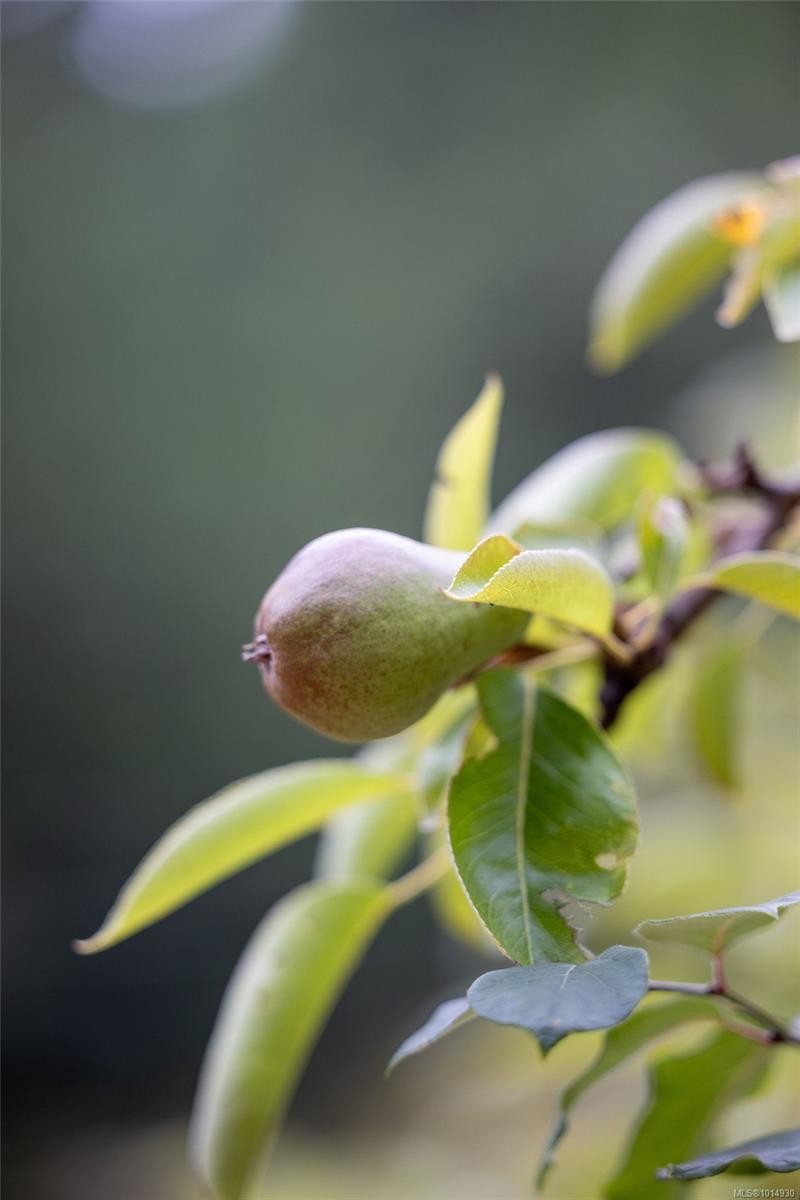 2656 Moncur Rd, Shawnigan Lake, BC