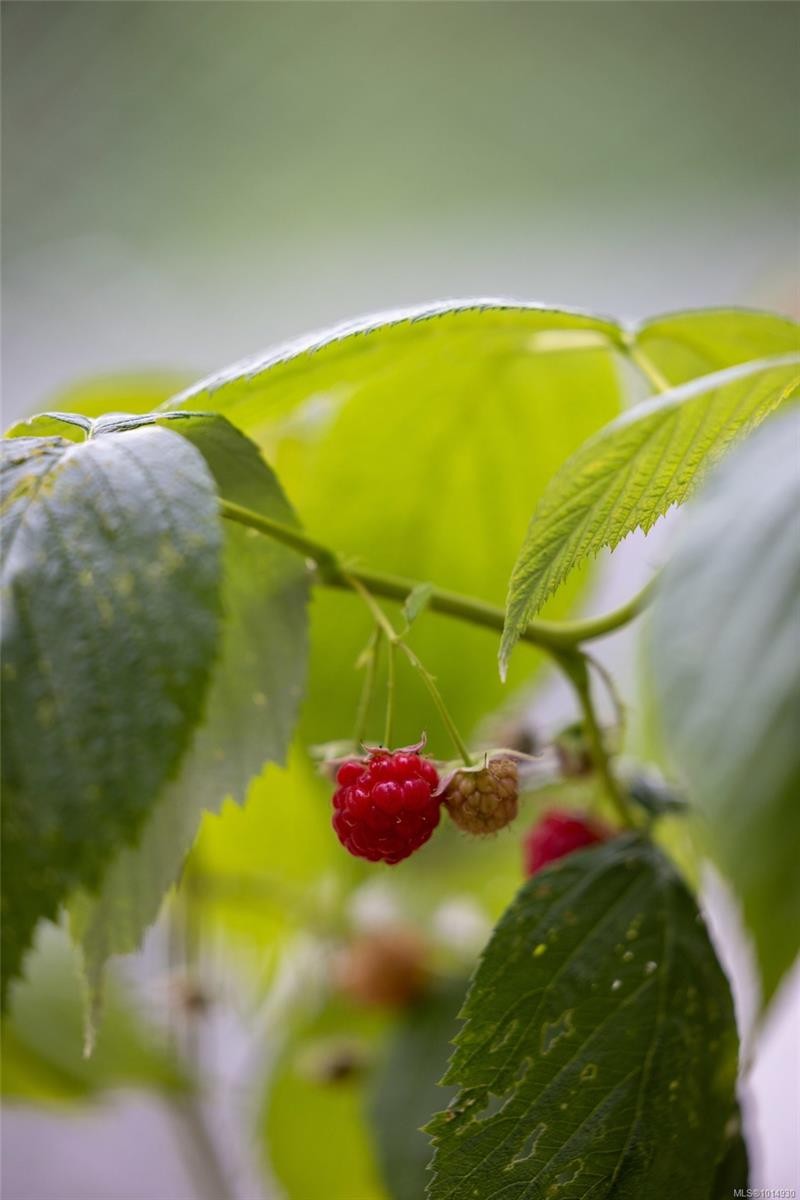 2656 Moncur Rd, Shawnigan Lake, BC