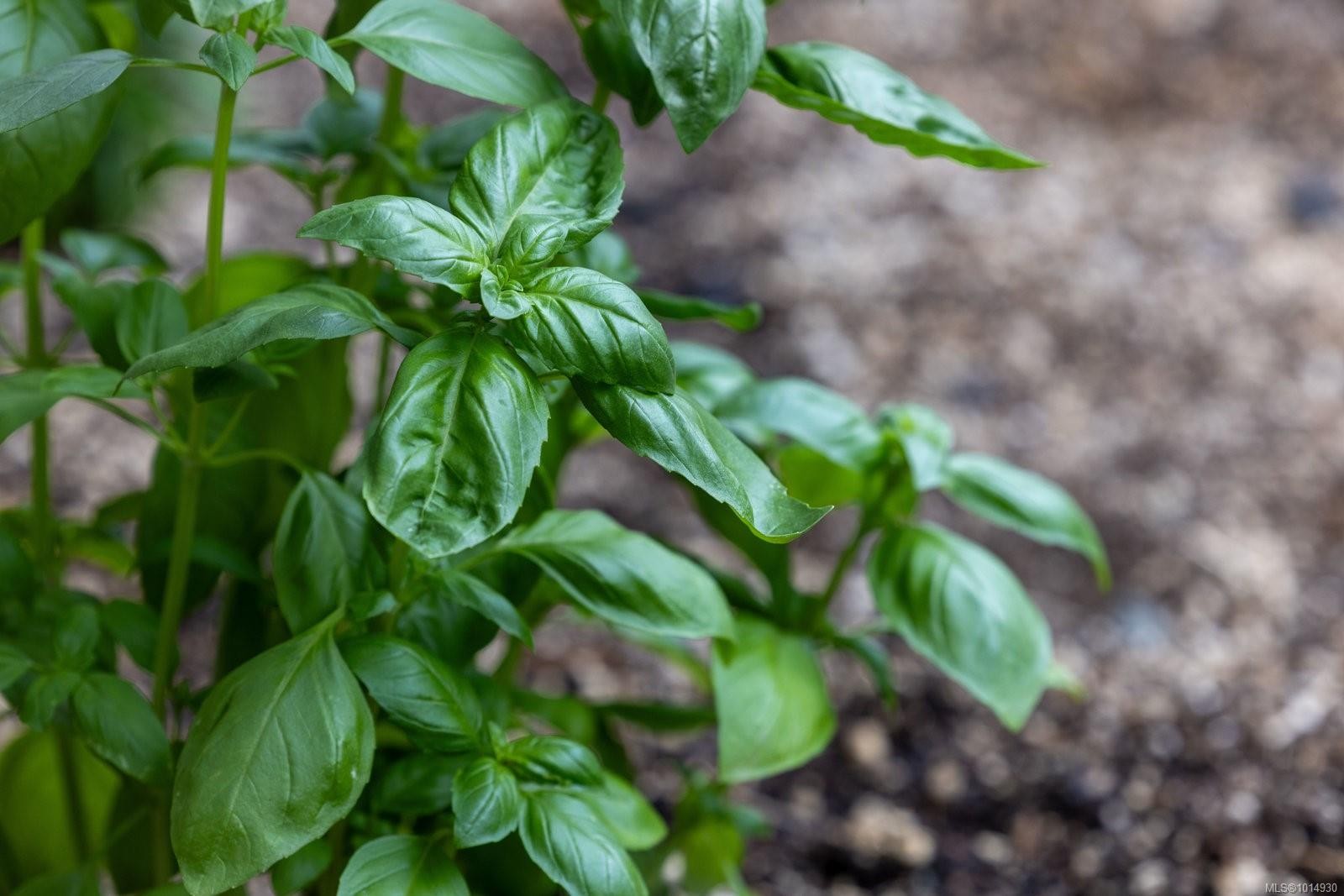 2656 Moncur Rd, Shawnigan Lake, BC