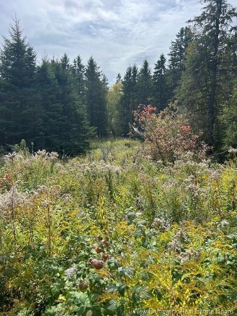 0 885 Rte, Kinnear Settlement, NB