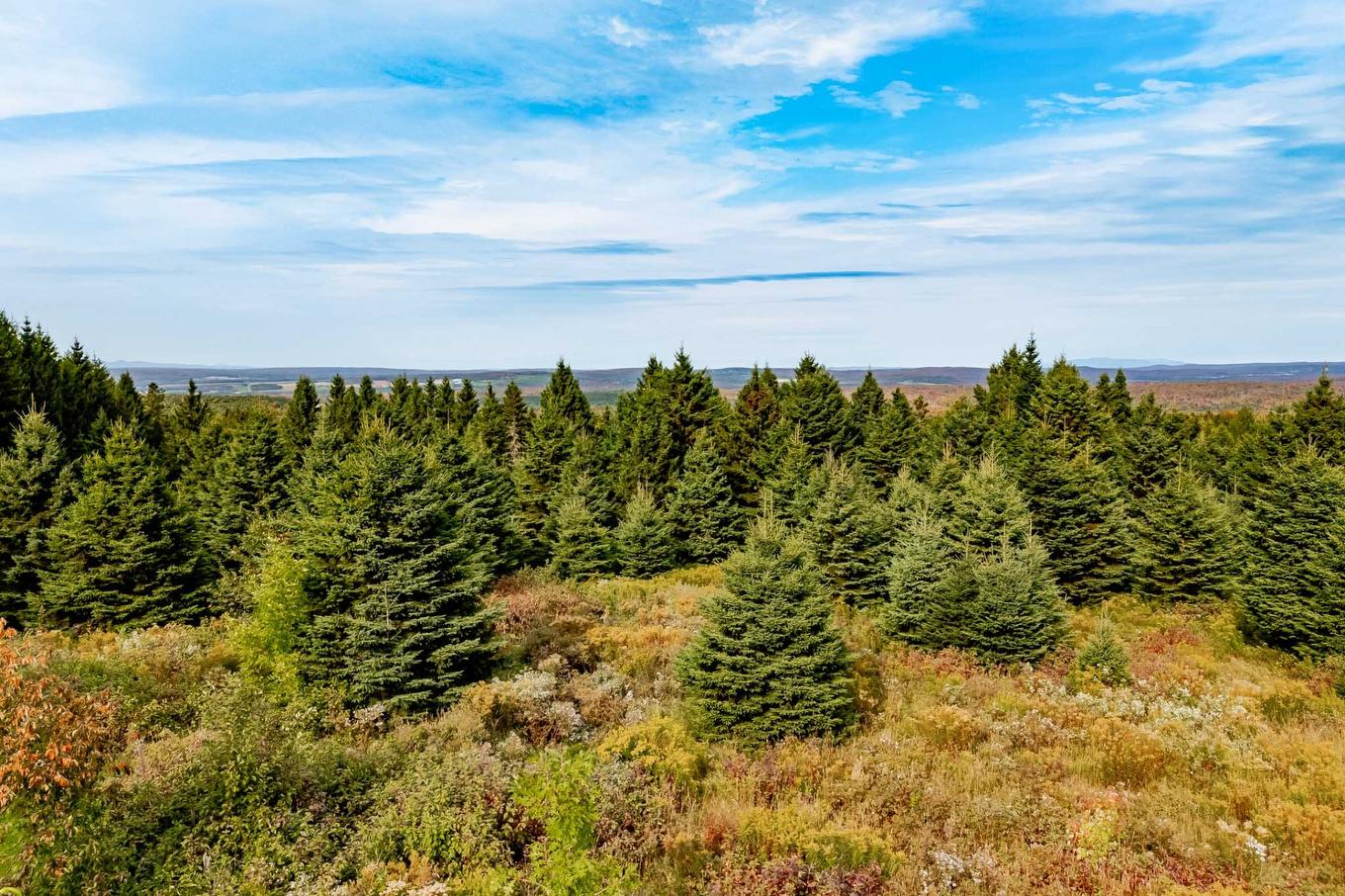 Land/Lot - 1000 10E Rang, Saint-Herménégilde, QC - Outdoor With View