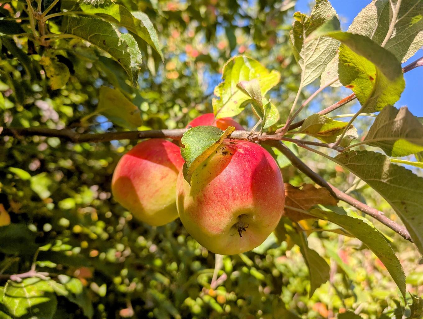 Lot 2 Avon Spirit Lane, Avondale, NS