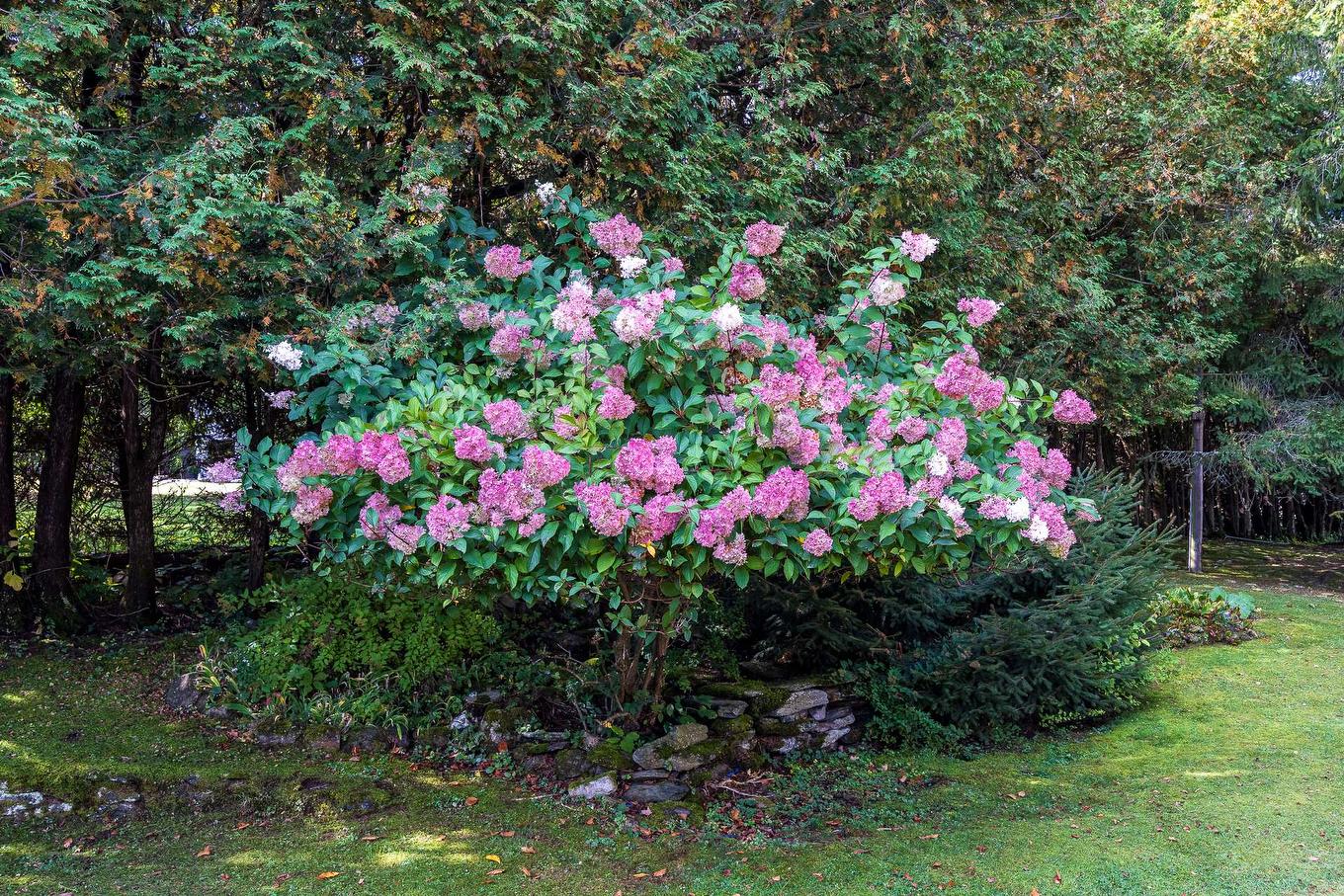 Jardin - 15 Rue Lynch, Lac-Brome, QC - Outdoor