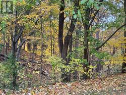 View from main condo windows of trees/ravine -