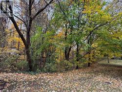 View from main condo windows of trees/ravine -
