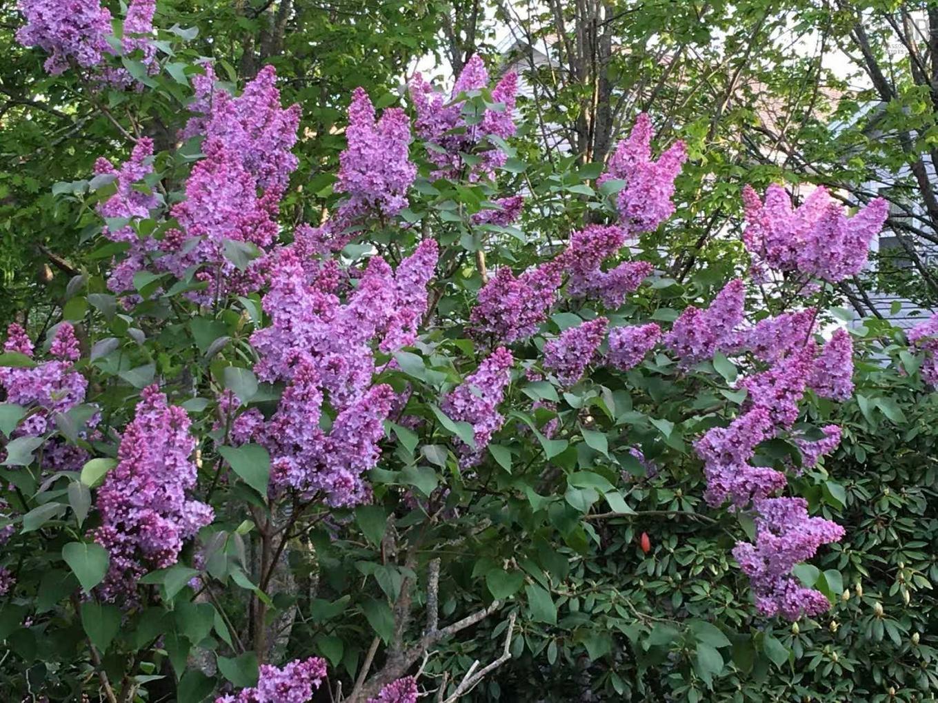 11 Glenbourne Court, Halifax, NS