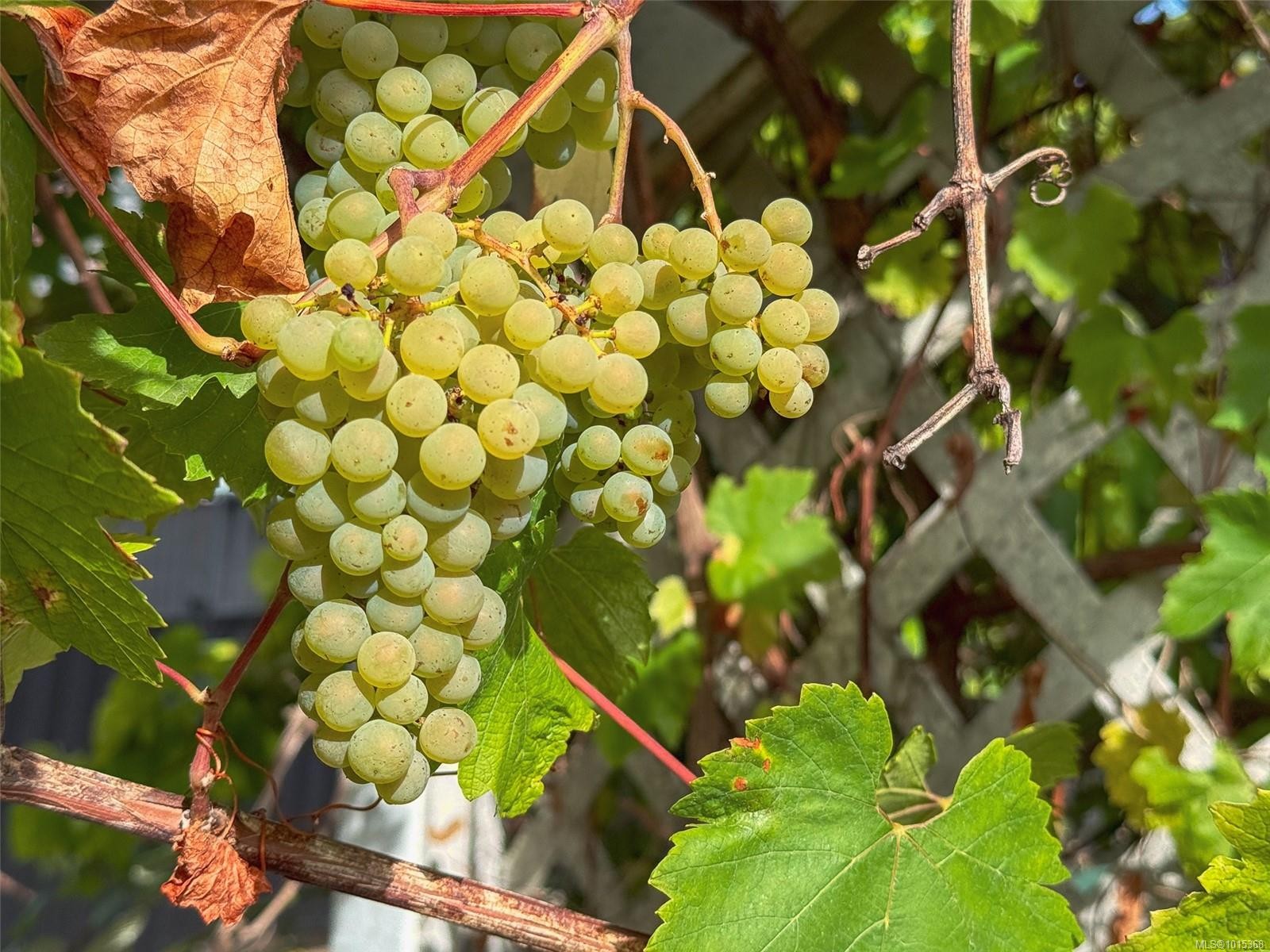 4927 Neill St, Port Alberni, BC