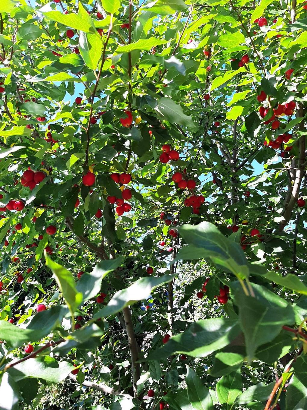 Exterior - 289 Rue Miljours, Val-D'Or, QC - Outdoor