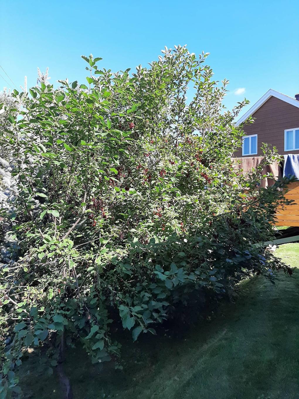 Exterior - 289 Rue Miljours, Val-D'Or, QC - Outdoor