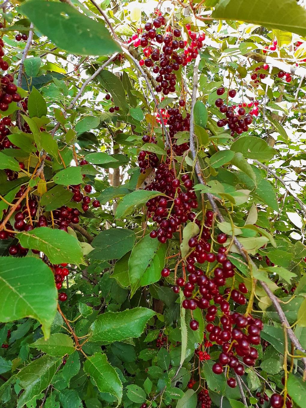 Exterior - 289 Rue Miljours, Val-D'Or, QC - Outdoor