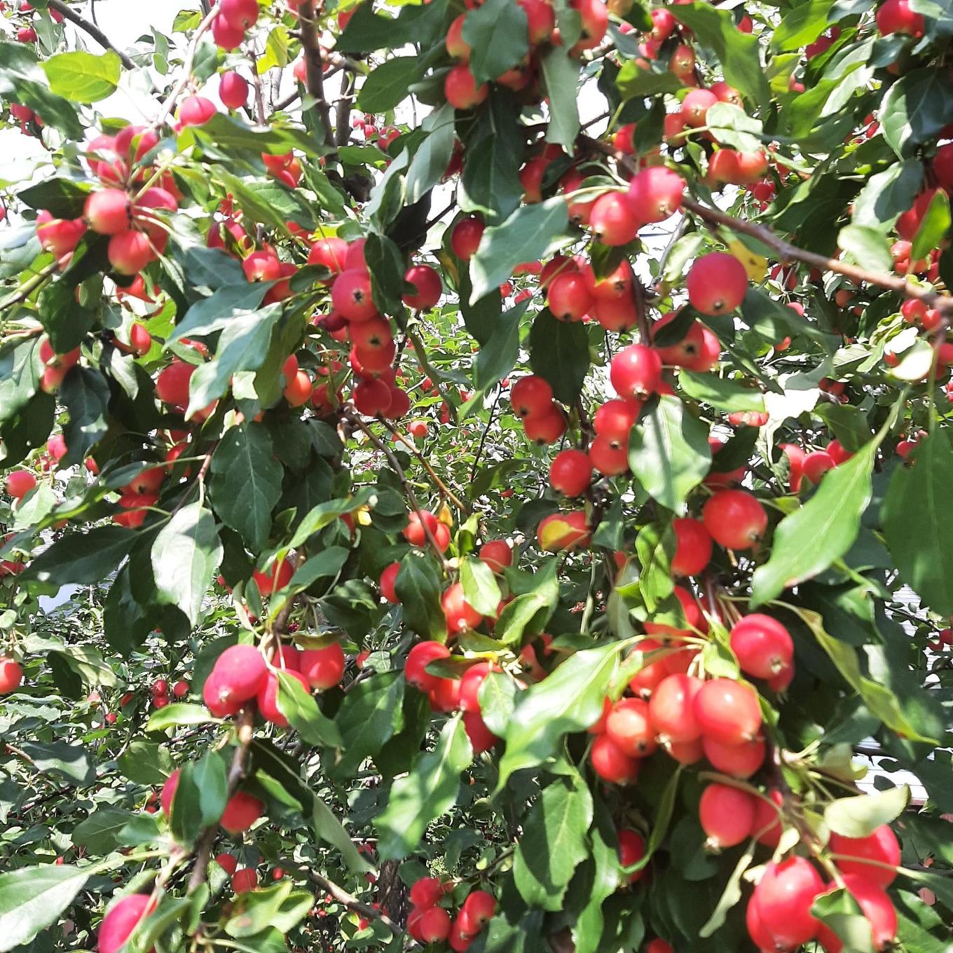 Exterior - 289 Rue Miljours, Val-D'Or, QC -