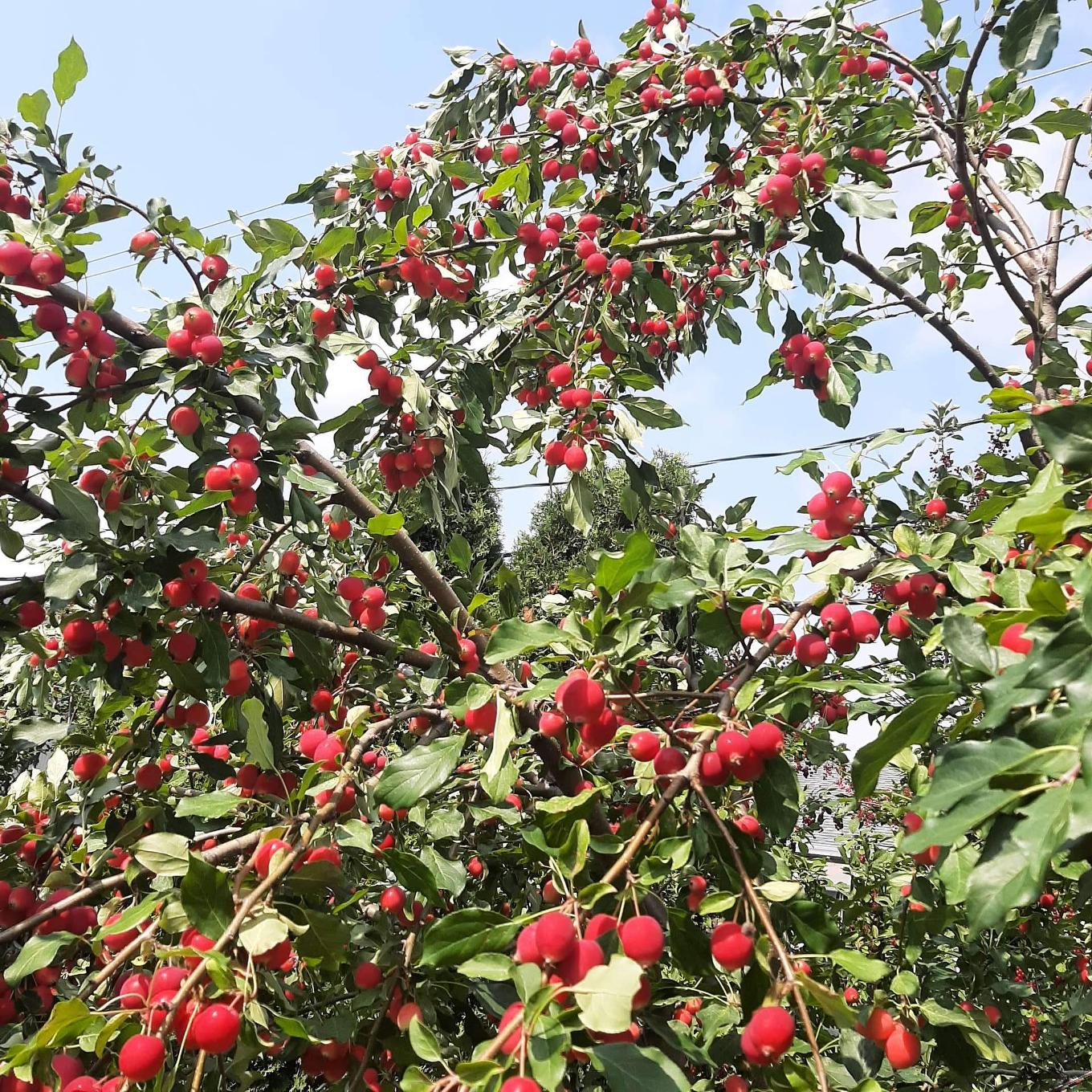 Exterior - 289 Rue Miljours, Val-D'Or, QC - Outdoor