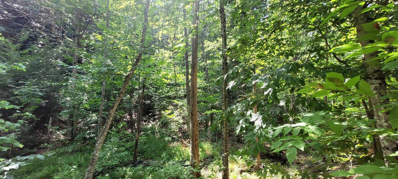 Vue d'ensemble - 52 Ch. Lacombe, Val-Des-Monts, QC