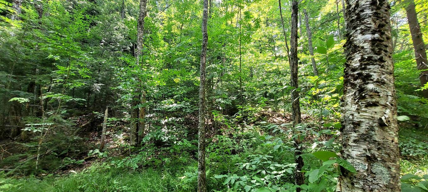 Vue d'ensemble - 52 Ch. Lacombe, Val-Des-Monts, QC