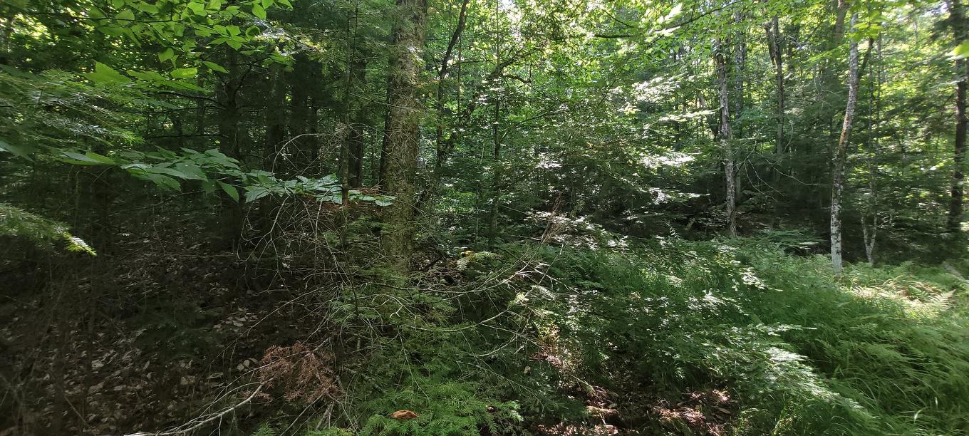 Vue d'ensemble - 52 Ch. Lacombe, Val-Des-Monts, QC