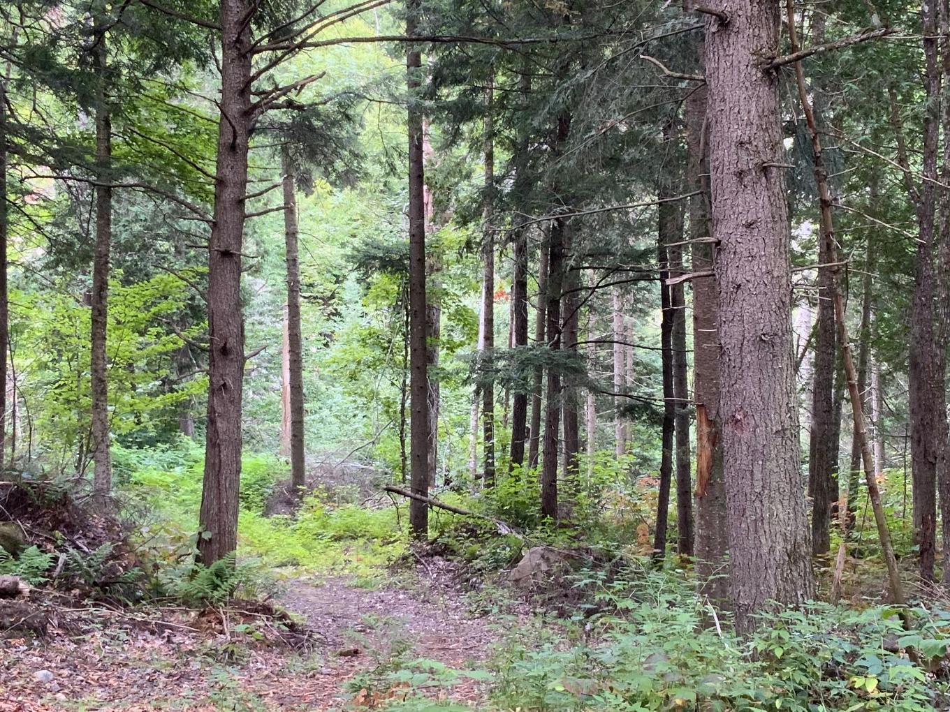 Terre/Terrain - 131 Mtée Rochon, Ripon, QC