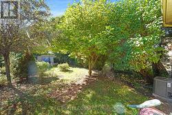 Shaded and full sun areas in the backyard -