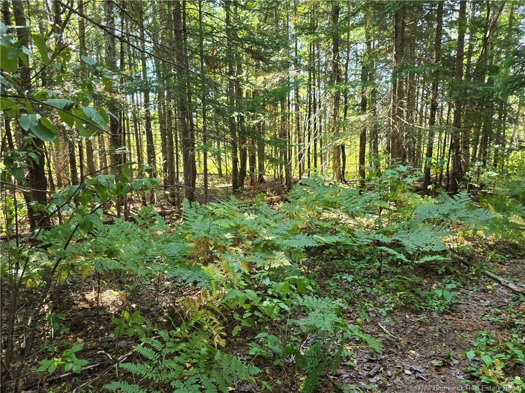 14.97 Acres Chemin Saulnier Ouest, Canton Des Basques, NB