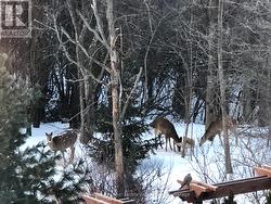 Deer out the back gate in the ravine -