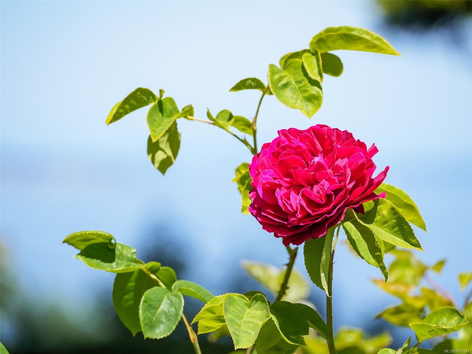 4590 Torquay Dr, Saanich, BC