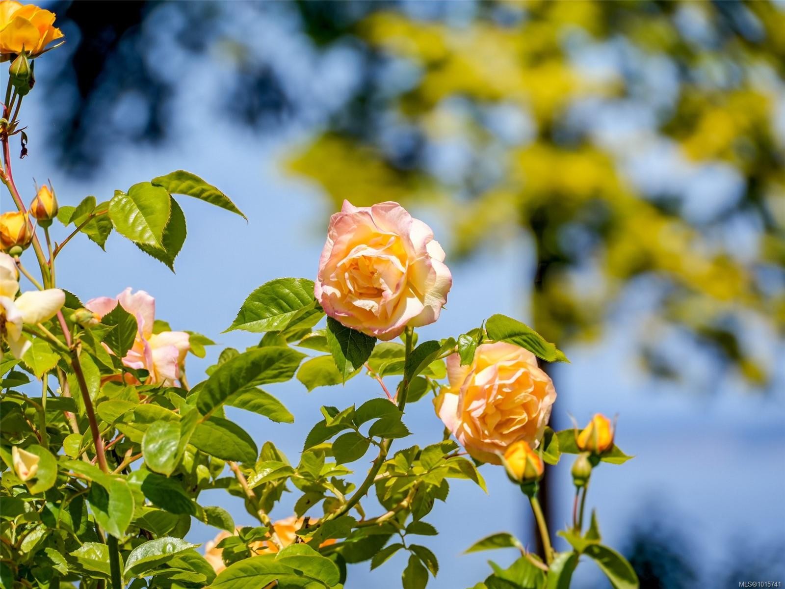 4590 Torquay Dr, Saanich, BC