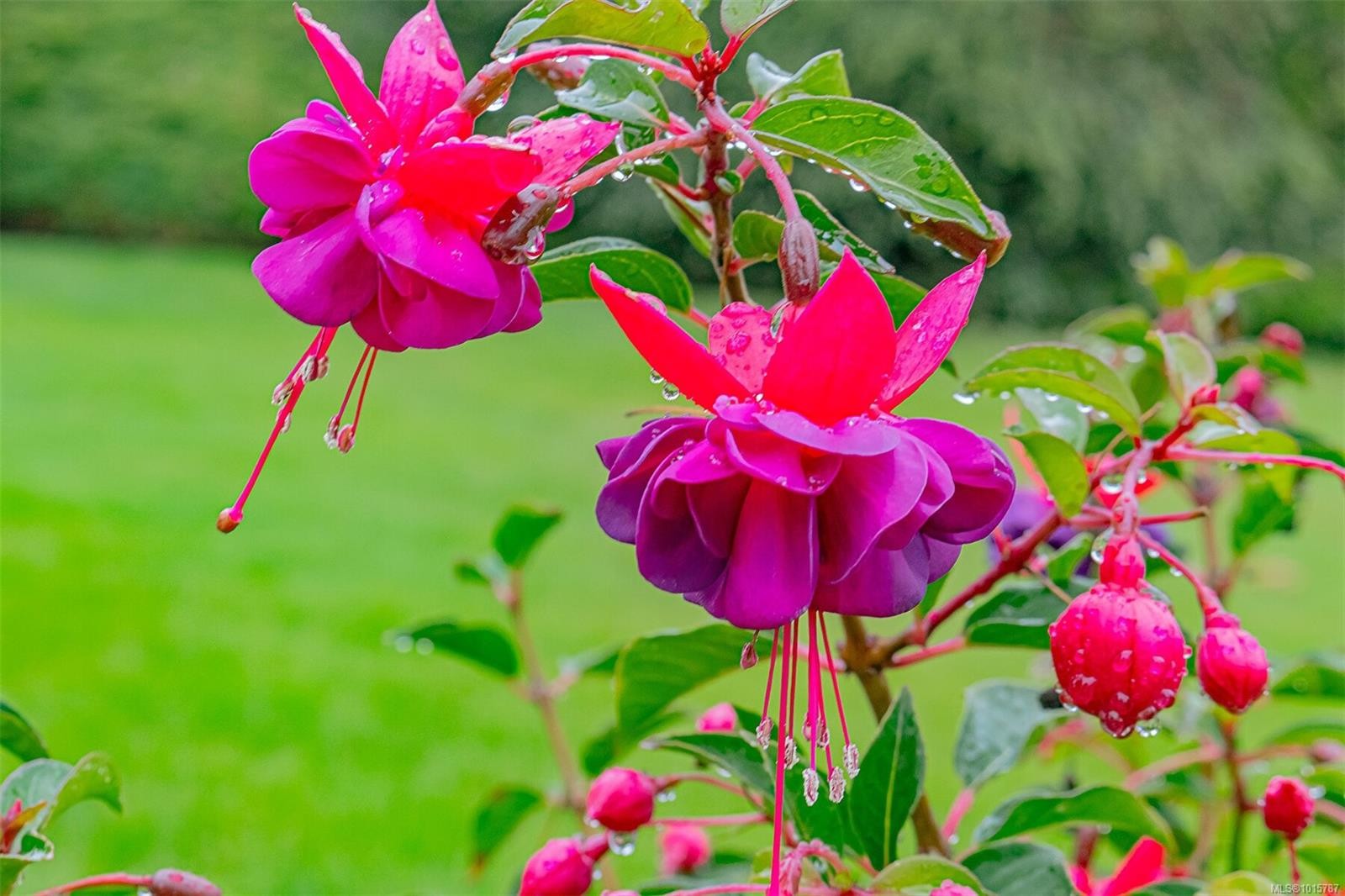 3572 Cedar Hill Rd, Saanich, BC