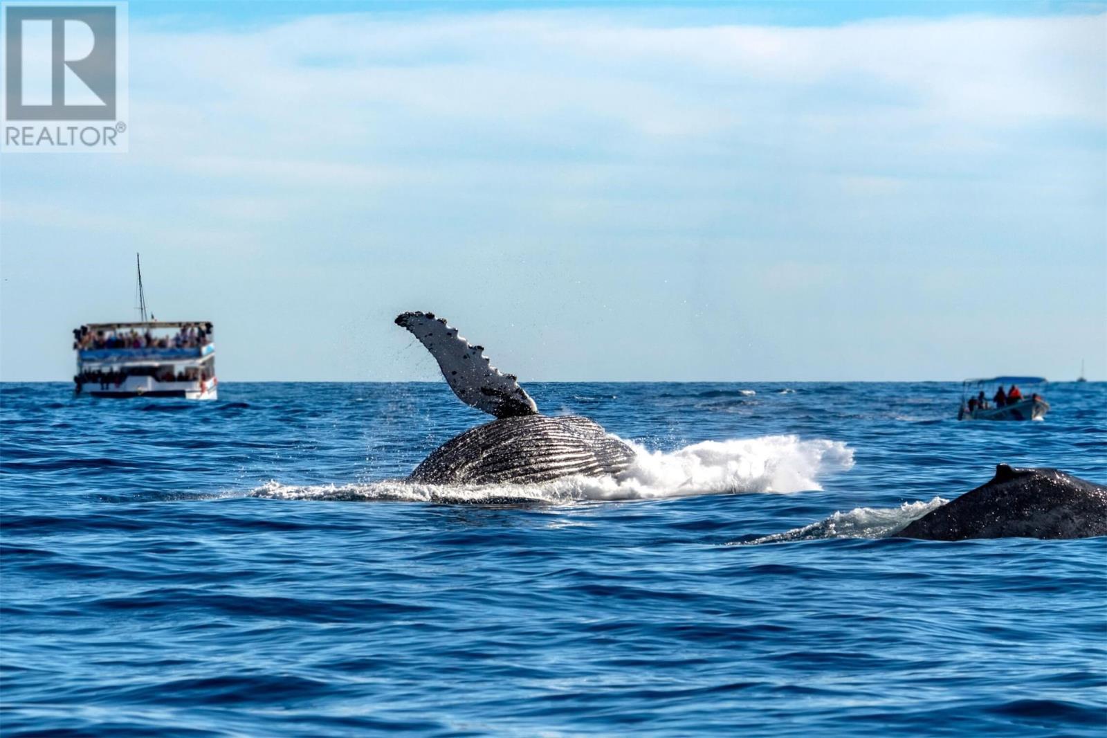 52-54 St Johns Road, Bay Bulls, NL - Outdoor With Body Of Water With View