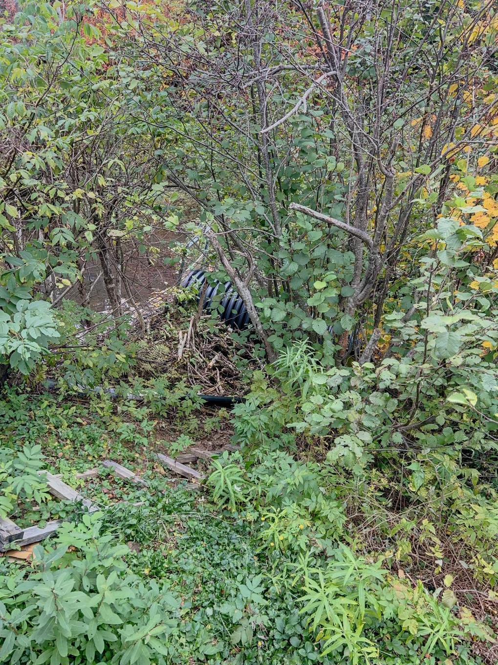 Wooded area - 1 Rivière Hall, Paspébiac, QC - Outdoor